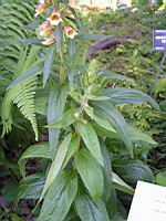 Digitale - Digitalis Laevigata (02) (Photo F. Mrugala)